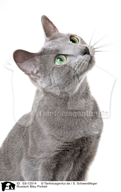 Russisch Blau Portrait / russian blue portrait / SS-12514