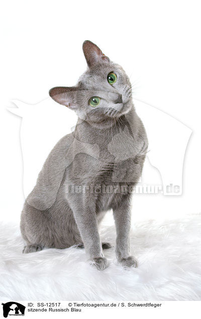 sitzende Russisch Blau / sitting russian blue / SS-12517