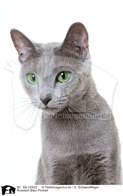 Russisch Blau Portrait / russian blue portrait / SS-12522