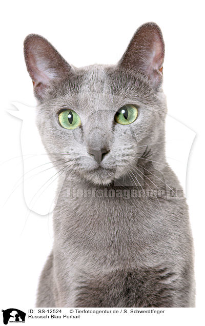 Russisch Blau Portrait / russian blue portrait / SS-12524