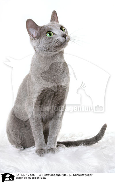 sitzende Russisch Blau / sitting russian blue / SS-12525