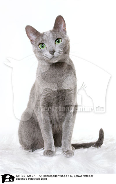 sitzende Russisch Blau / sitting russian blue / SS-12527