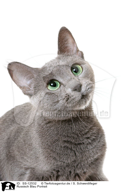 Russisch Blau Portrait / russian blue portrait / SS-12532