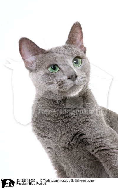 Russisch Blau Portrait / russian blue portrait / SS-12537