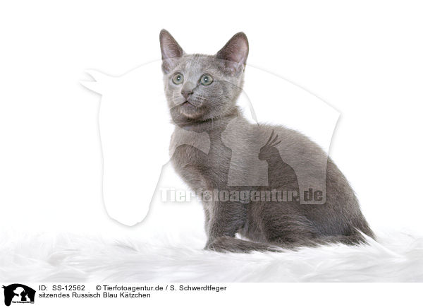 sitzendes Russisch Blau Ktzchen / sitting russian blue kitten / SS-12562