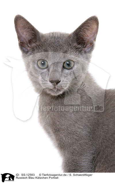 Russisch Blau Ktzchen Portrait / russian blue kitten portrait / SS-12563