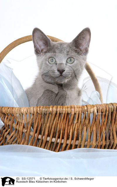 Russisch Blau Ktzchen im Krbchen / russian blue kitten in basket / SS-12571