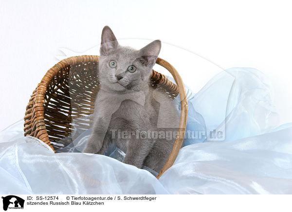 sitzendes Russisch Blau Ktzchen / sitting russian blue kitten / SS-12574