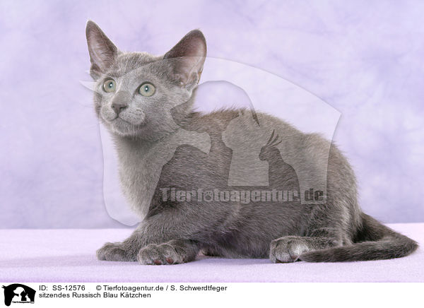 sitzendes Russisch Blau Ktzchen / sitting russian blue kitten / SS-12576