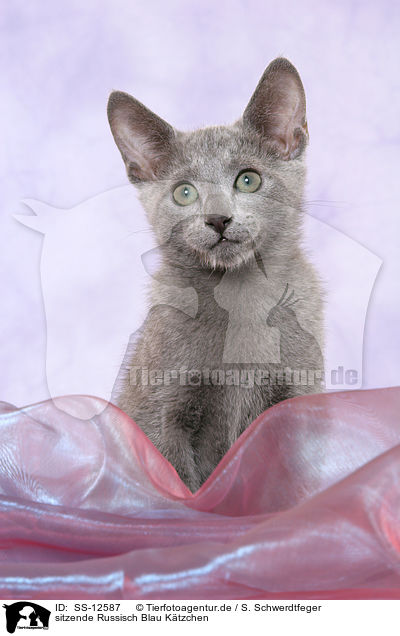 sitzende Russisch Blau Ktzchen / sitting russian blue kitten / SS-12587