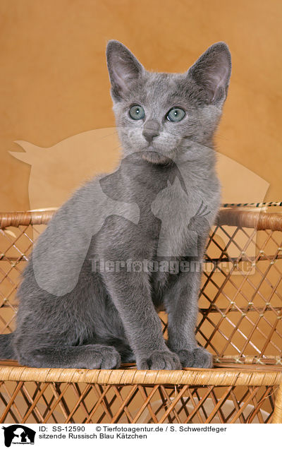 sitzende Russisch Blau Ktzchen / sitting russian blue kitten / SS-12590