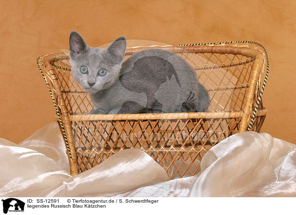 liegendes Russisch Blau Ktzchen / lying russian blue kitten / SS-12591