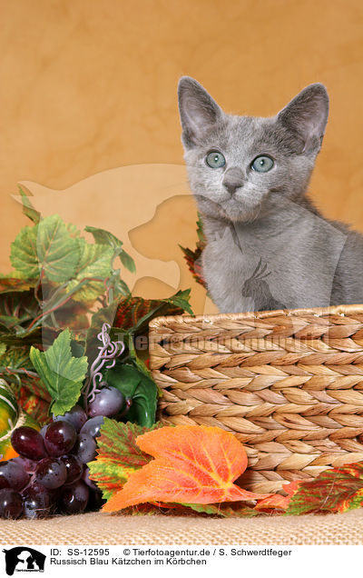 Russisch Blau Ktzchen im Krbchen / russian blue kitten in basket / SS-12595