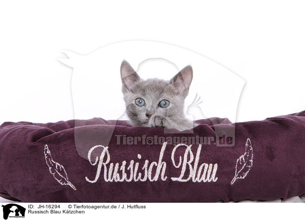 Russisch Blau Ktzchen / Russian blue kitten / JH-16294