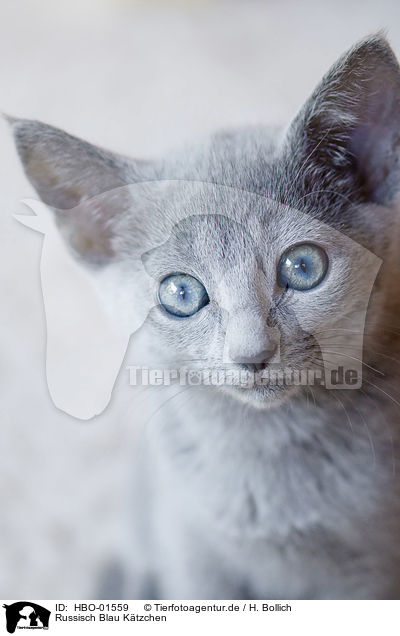 Russisch Blau Ktzchen / Russian blue kitten / HBO-01559