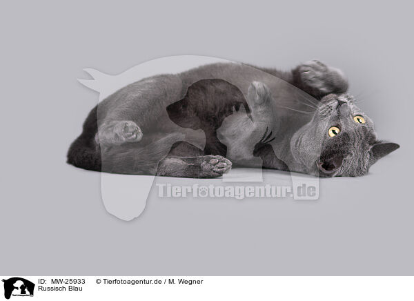 Russisch Blau / Russian Blue / MW-25933