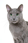 Russisch Blau Kater Portrait