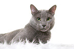 liegender Russisch Blau Kater