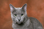 Russisch Blau Kater Portrait