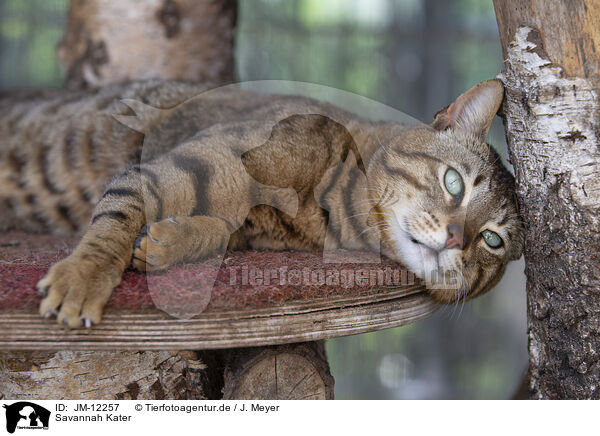 Savannah Kater / Savannah tomcat / JM-12257