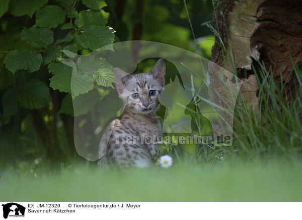 Savannah Ktzchen / Savannah Kitten / JM-12329