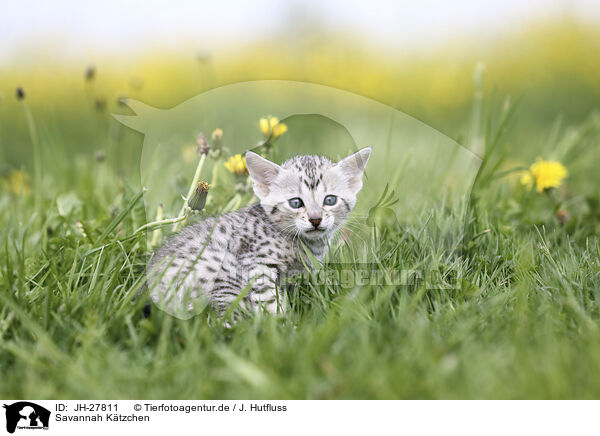 Savannah Ktzchen / Savannah Kitten / JH-27811