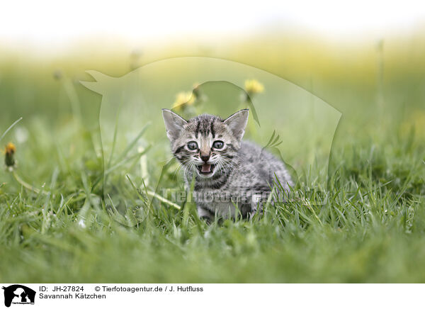 Savannah Ktzchen / Savannah Kitten / JH-27824