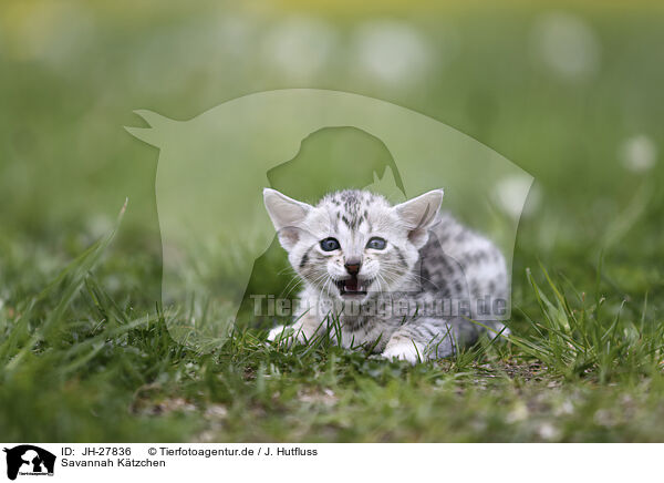 Savannah Ktzchen / Savannah Kitten / JH-27836