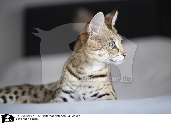 Savannah-Katze / Savannah-Cat / JM-15977