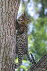 Savannah Ktzchen klettert auf Baum