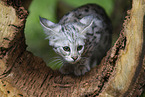 junge Savannah-Katze