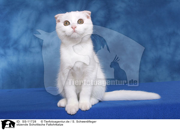 sitzende Schottische Faltohrkatze / sitting Scottish Fold / SS-11728