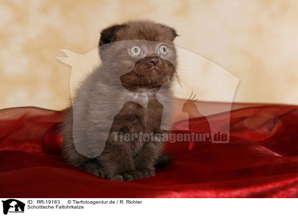 Schottische Faltohrkatze / Scottish Fold / RR-19183