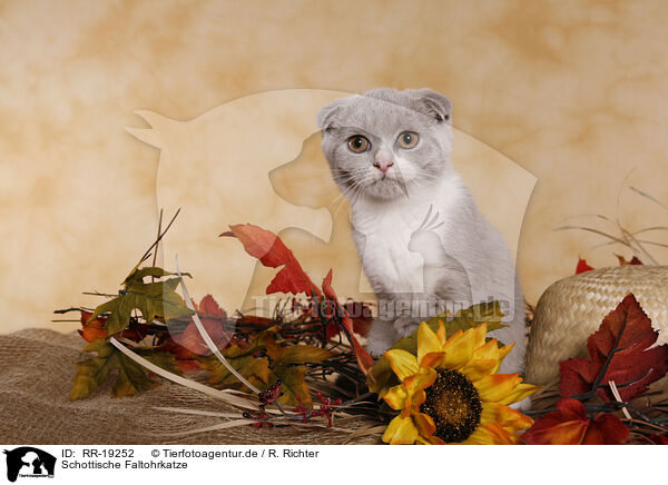 Schottische Faltohrkatze / Scottish Fold / RR-19252