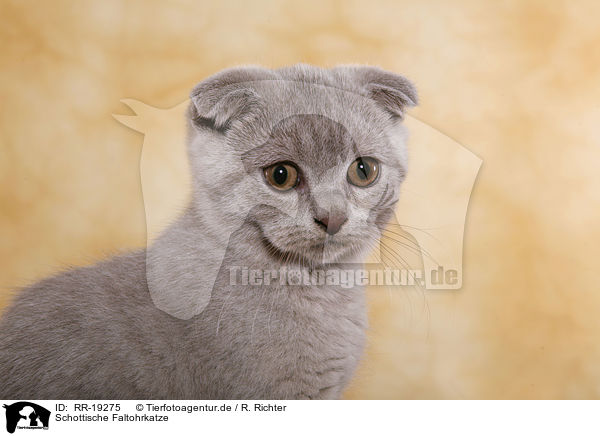 Schottische Faltohrkatze / Scottish Fold / RR-19275