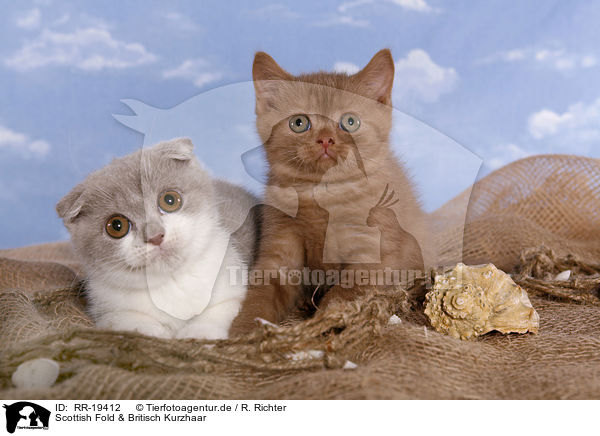 Scottish Fold & Britisch Kurzhaar / Scottish Fold and British Shorthair / RR-19412