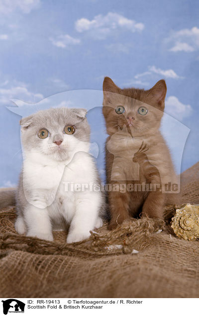 Scottish Fold & Britisch Kurzhaar / Scottish Fold and British Shorthair / RR-19413