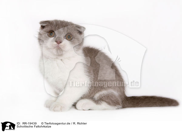 Schottische Faltohrkatze / Scottish Fold / RR-19439