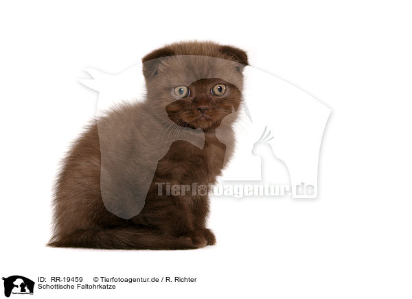 Schottische Faltohrkatze / Scottish Fold / RR-19459