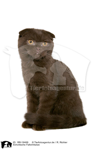 Schottische Faltohrkatze / Scottish Fold / RR-19466