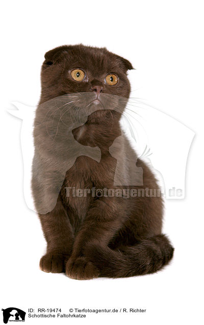 Schottische Faltohrkatze / Scottish Fold / RR-19474