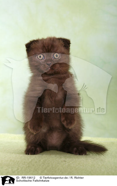 Schottische Faltohrkatze / Scottish Fold / RR-19612