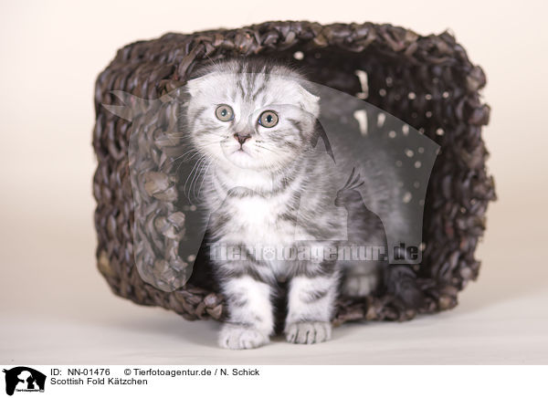 Scottish Fold Ktzchen / Scottish Fold kitten / NN-01476