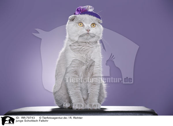 junge Schottisch Faltohr / young Scottish Fold / RR-79743