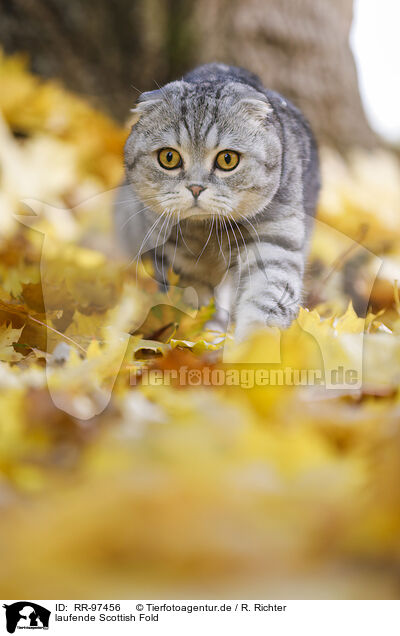 laufende Scottish Fold / RR-97456