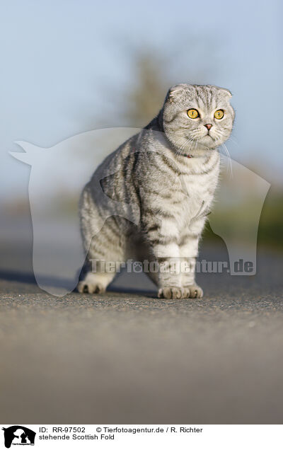 stehende Scottish Fold / RR-97502