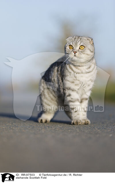 stehende Scottish Fold / RR-97503