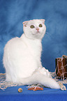 junge Scottish Fold