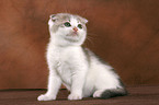 Scottish Fold Ktzchen