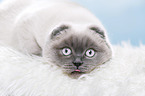 junge Scottish Fold